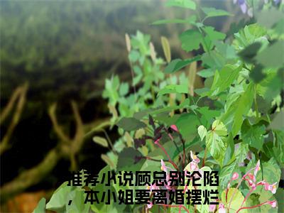 顾总别沦陷，本小姐要离婚摆烂盛诗音（顾总别沦陷，本小姐要离婚摆烂盛诗音）小说全文免费阅读无弹窗大结局_顾总别沦陷，本小姐要离婚摆烂盛诗音（顾总别沦陷，本小姐要离婚摆烂盛诗音无弹窗）最新章节列表笔趣阁（顾总别沦陷，本小姐要离婚摆烂盛诗音）