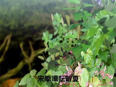 宋季凛阮听夏免费小说_阮听夏宋季凛免费最新章节列表_笔趣阁