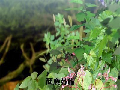 苏临商鹿（商鹿苏临）全文免费阅读无弹窗大结局_(商鹿苏临)苏临商鹿最新章节列表笔趣阁