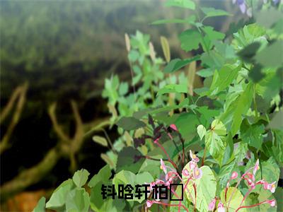 钭晗轩柏玥全文免费阅读-（柏玥钭晗轩）小说全文免费阅读正版无弹窗