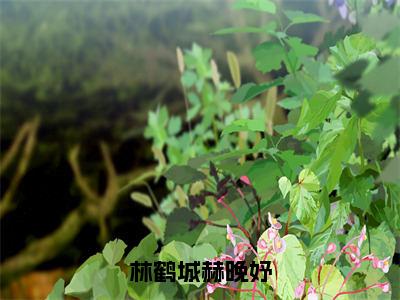 林鹤城赫晚妤（赫晚妤林鹤城）全文免费阅读无弹窗大结局_（赫晚妤林鹤城）章节列表_笔趣阁