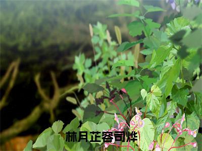 容司烨林月芷（林月芷容司烨）最后结局如何-最火热点小说林月芷容司烨最新更新