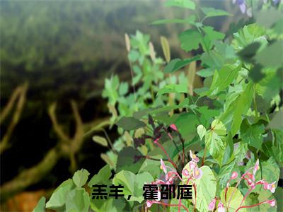 绮绮免费阅读无弹窗大结局，羔羊，霍邵庭最新章节